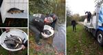 Nieuwe karperuitzetting op de Roeivijver in Waalwijk